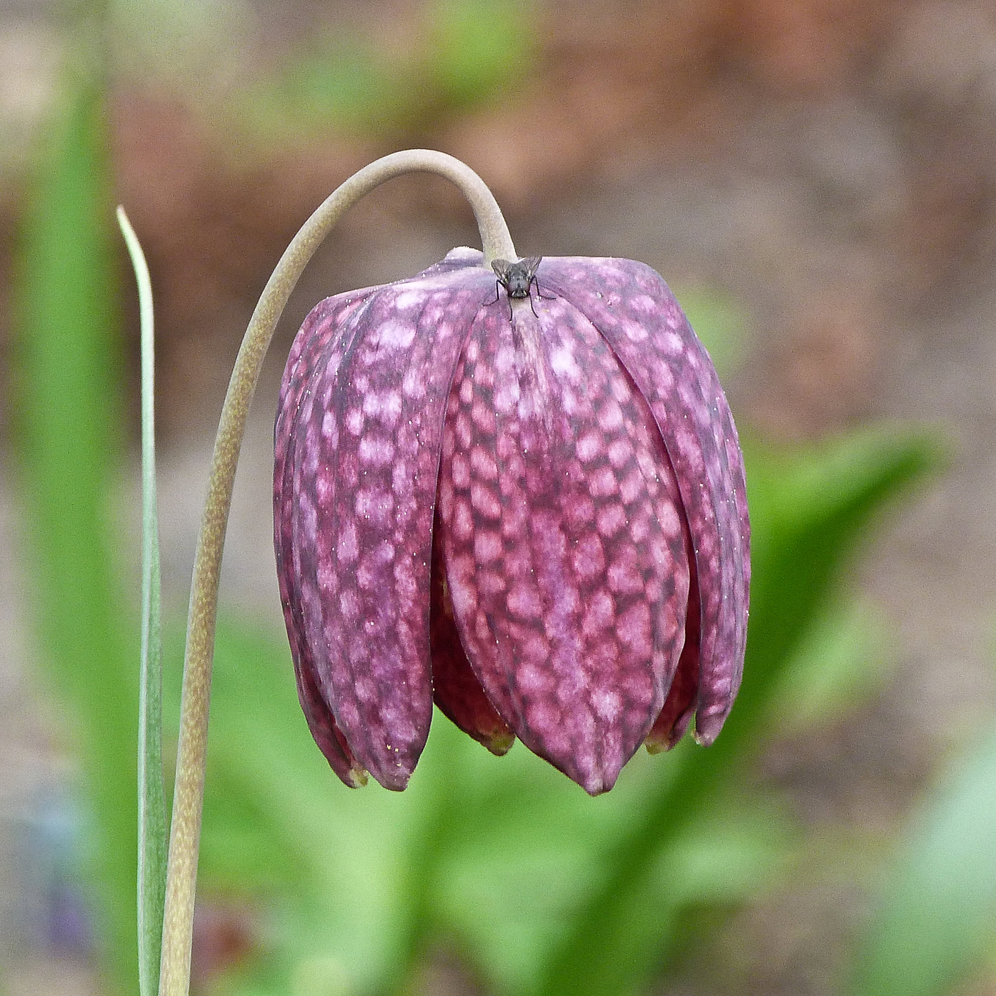 Fabulous Fritillary