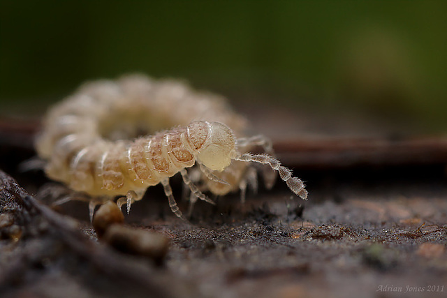 millipede_001
