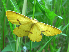 Xanthotype sp. 'Geometer' Moth