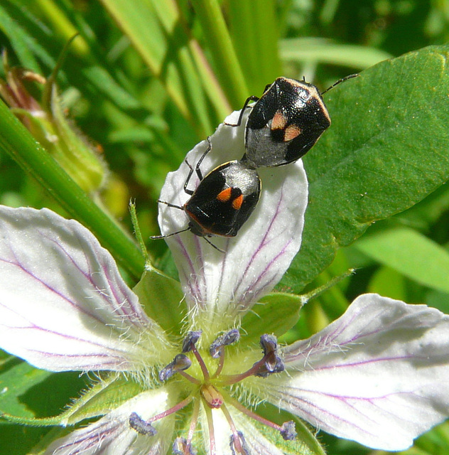 Harlequin bugs on Wild White Geranium