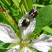 Harlequin bugs on Wild White Geranium
