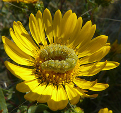 Curled up in a yellow cradle