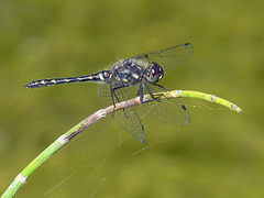 Black Meadowhawk