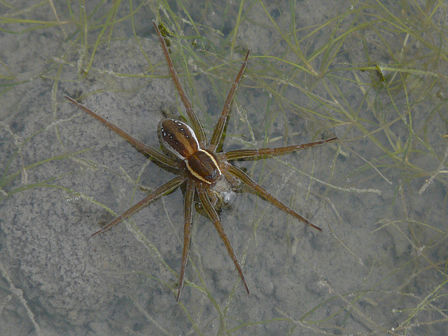 Six-spotted Fishing Spider