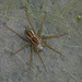 Six-spotted Fishing Spider