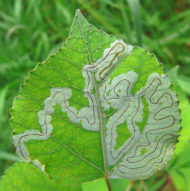 Larvae tunnels