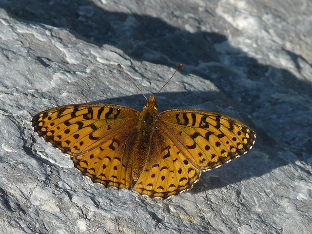 Fritillary