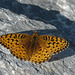 Fritillary