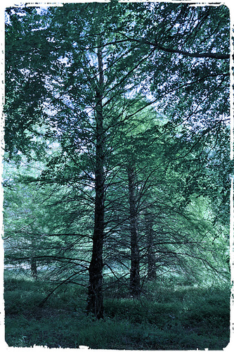 3 trees