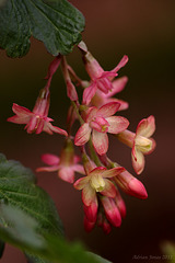 Ribes x gordonianum