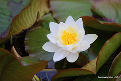 Pond Flora - first of the water lilies to flower