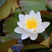 Pond Flora - first of the water lilies to flower