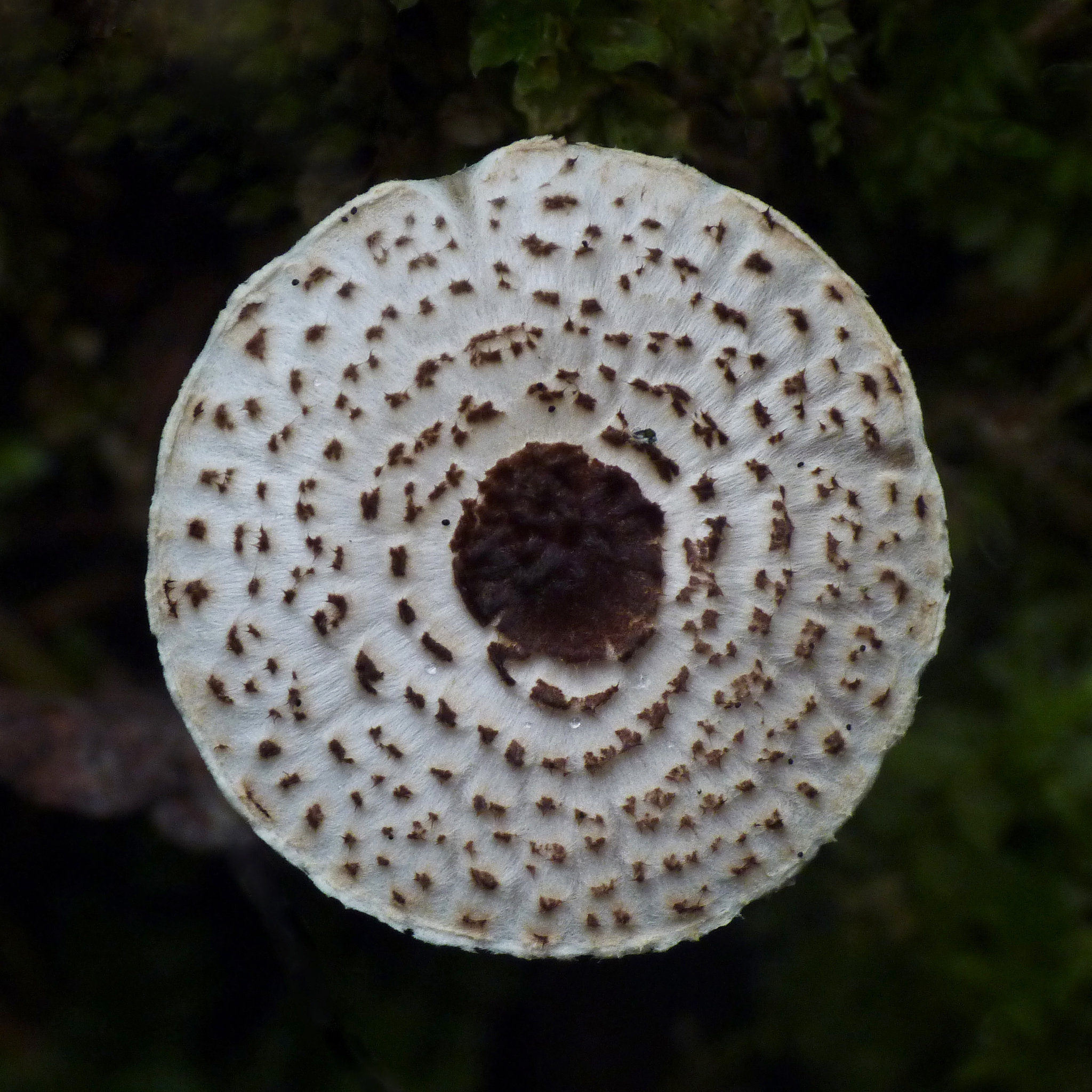 Mushroom abstract