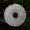 Mushroom abstract