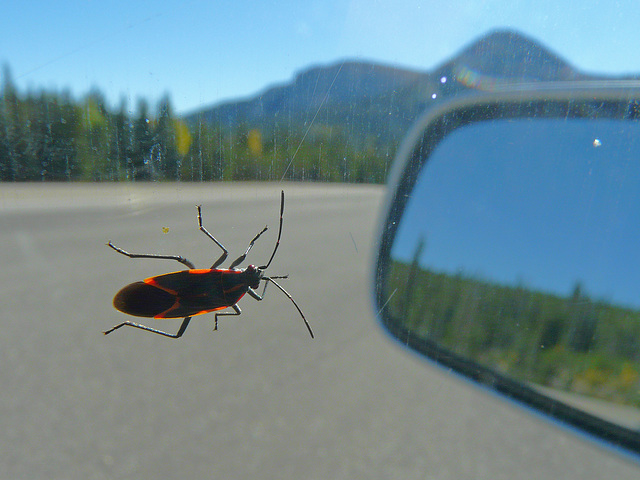 Box Elder Bug