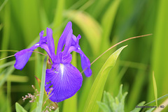 Pond Flora- Blue Flag Iris