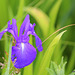 Pond Flora- Blue Flag Iris