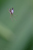 Tiny Spider