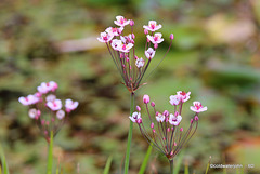 Pond Flora - ID?
