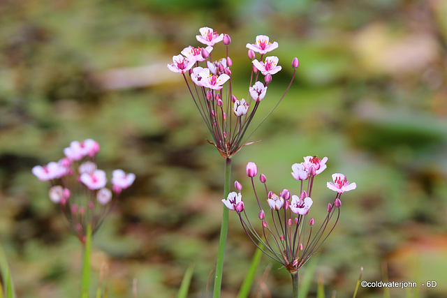 Pond Flora - ID?