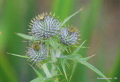Pond Flora - Scotch Thistle
