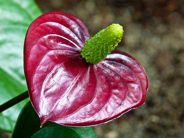Anthurium