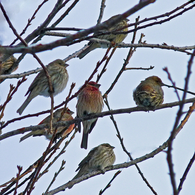 House Finches