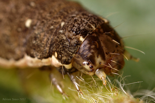 Noctuid Moth Caterpillar.