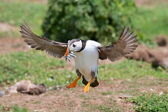 Puffin - landing with sand eels.