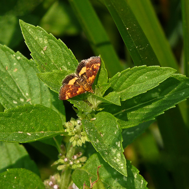 A Pyraloid Moth