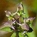 Spurred Gentian