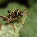 wasp_beetle_004