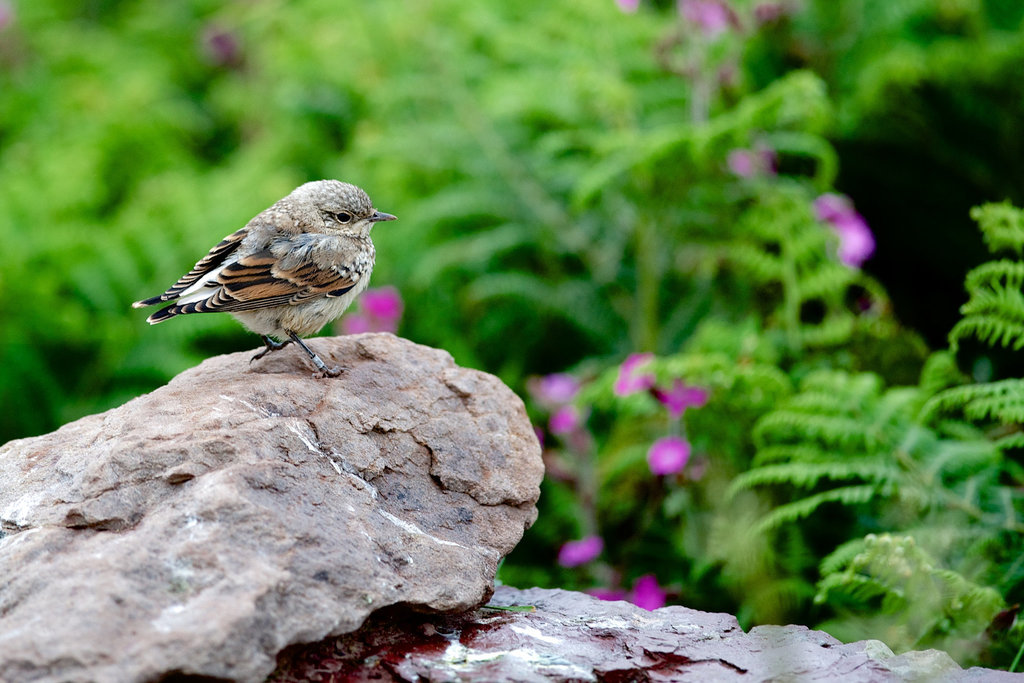 Juvenile Wheatear