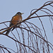 Over-wintering American Robin