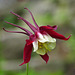 Can't resist a Columbine