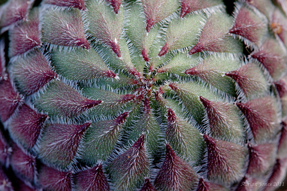 Sempervivum
