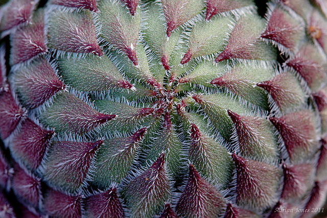 Sempervivum