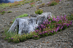 Old Stump