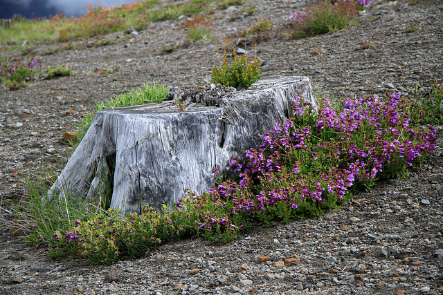 Old Stump Old Stump