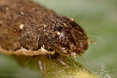 Noctuid Moth Caterpillar.