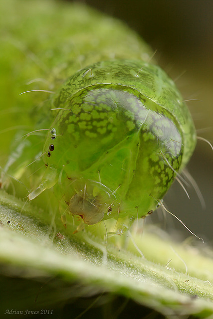 Noctuid Moth Caterpillar.