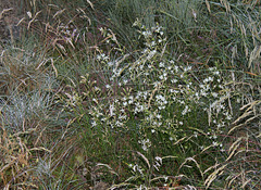 Silene nutans - Silène penché