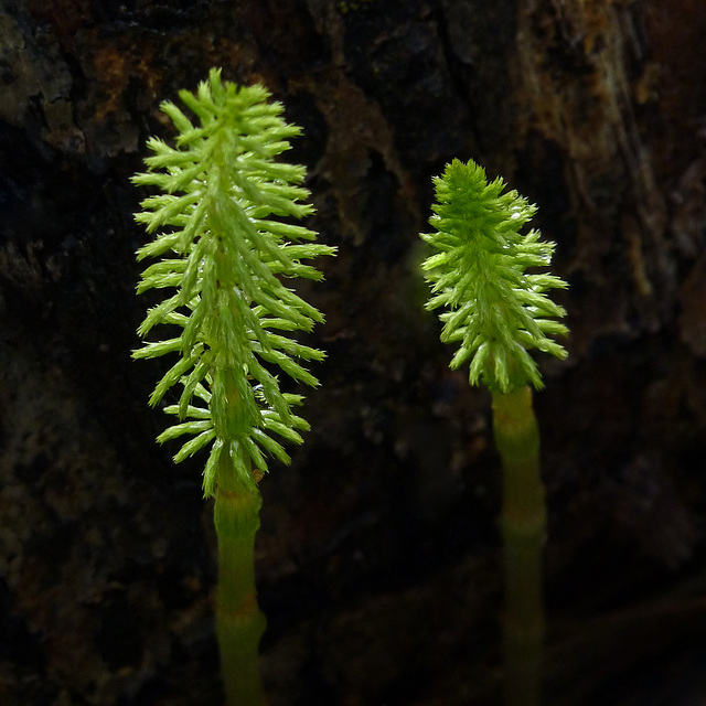 Horsetails