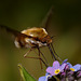Bee Fly (Bombylius major)