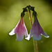 Twinflower