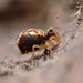 Dicyrtomina saundersi