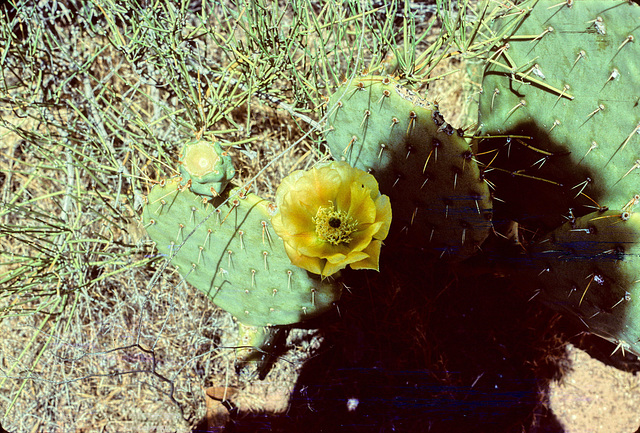 5-15-cactus_flower_adj