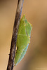 Green Veined White Butterfly Pupa.