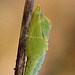 Green Veined White Butterfly Pupa.