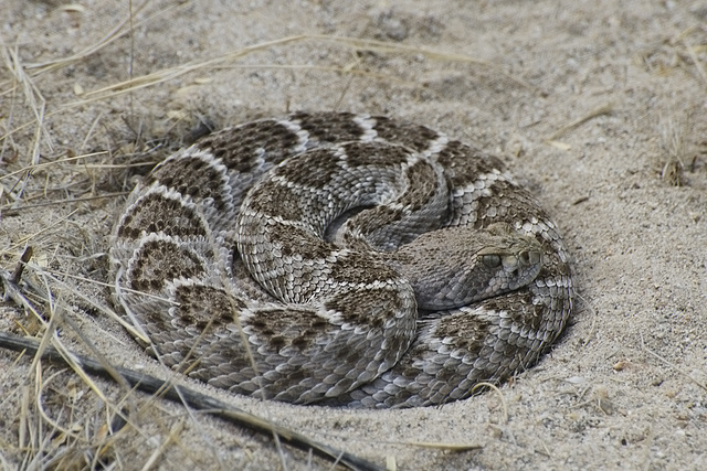 Western Diamondback Rattlesnake